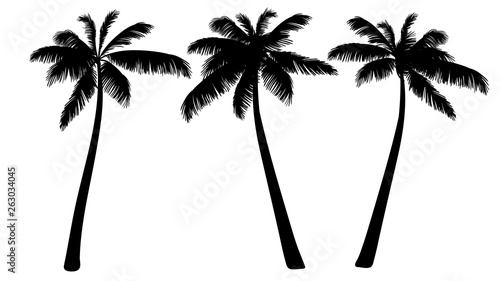 vector illustration of palm trees on white background.Tropical palm silhouette. Black palm tree silhouette. Set of three trees. Vector illustration isolated on white background.  