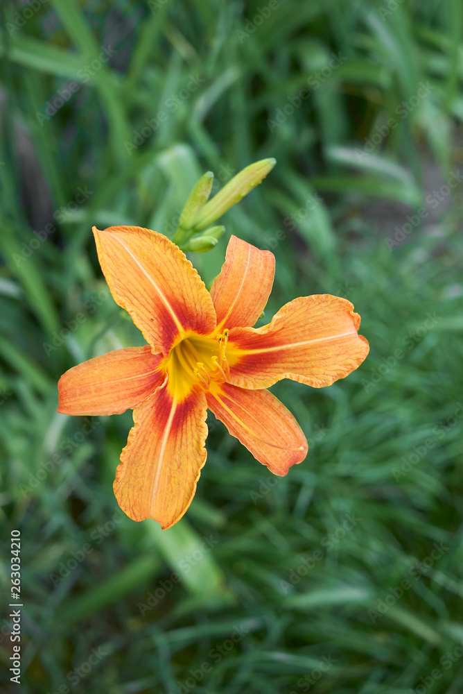 Hemerocallis fulva Hemerocallis fulva