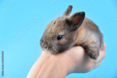close up brown baby rabbit on human hand with blue background