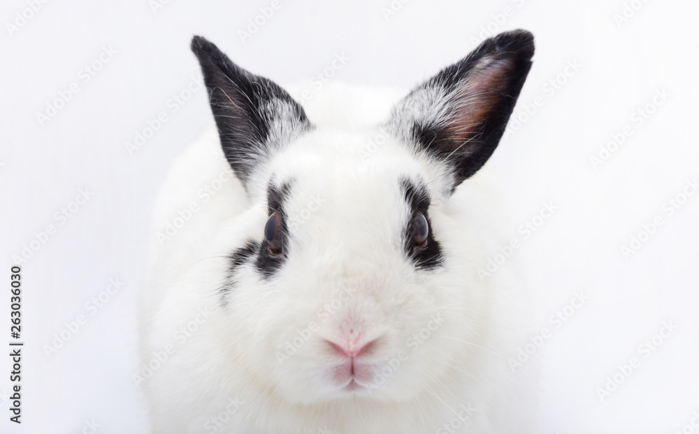 head of white rabbit with black ears on white background