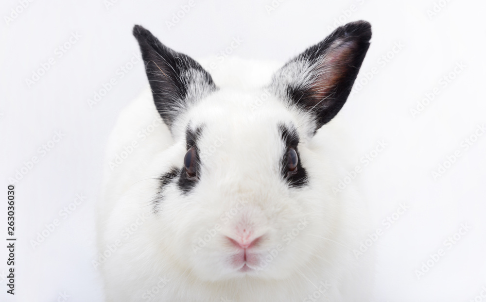 head of white rabbit with black ears on white background head of white rabbit with black ears on white background