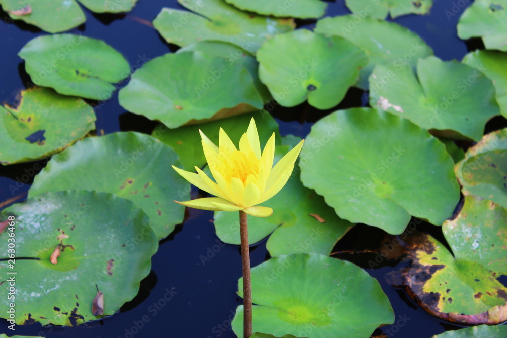 water lily in pond water lily in pond