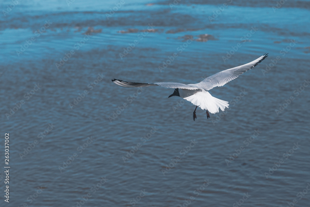 seagull flies along the coast in search of food