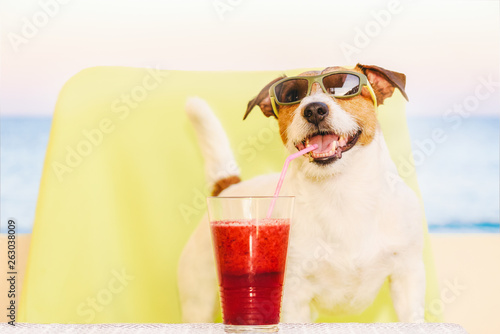 Happy dog wearing sunglasses drinking fruit smoothie through cocktail straw © alexei_tm