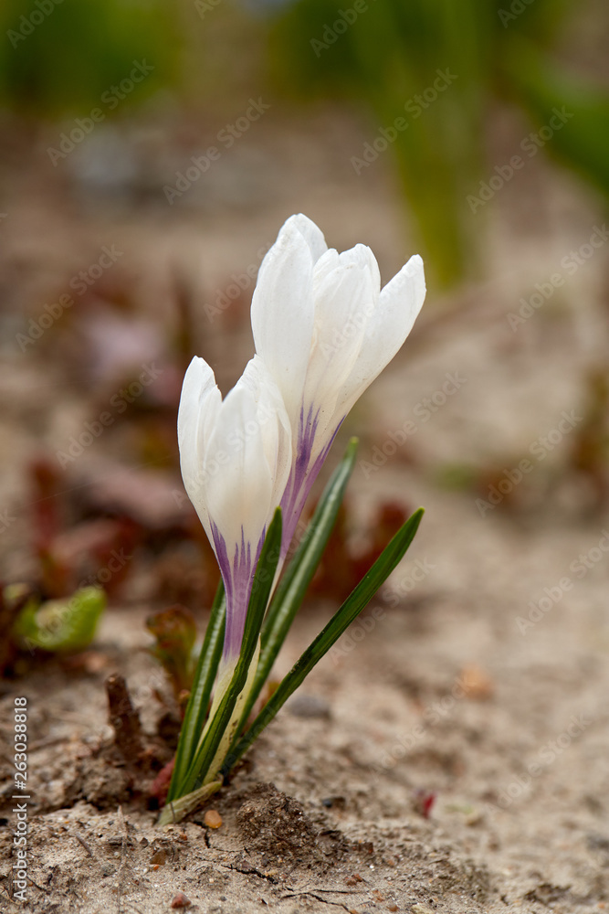 Crocus Spring Flowers. Crocus Spring Flowers.