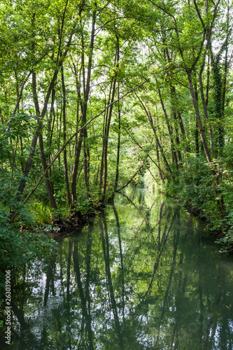 Fototapeta Naklejka Na Ścianę i Meble -  Natural park of the Sile river in Italy