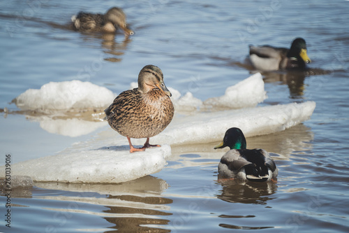 ducks are resting on the drifting ice floes © Dmitrii