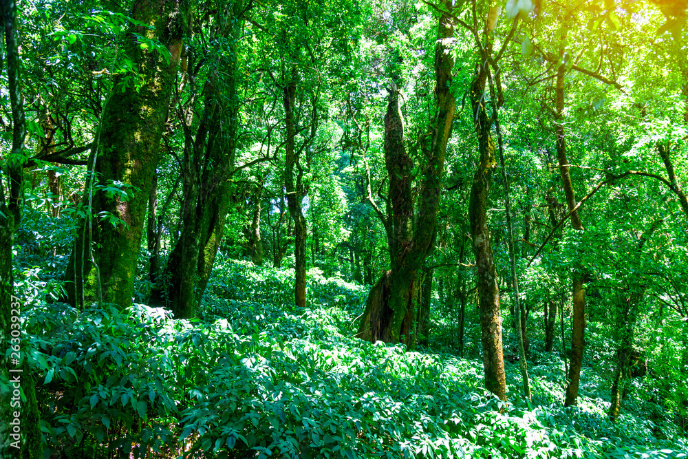 Winter forest On Doi Inthanon National Park, Thailand Winter forest On Doi Inthanon National Park, Thailand