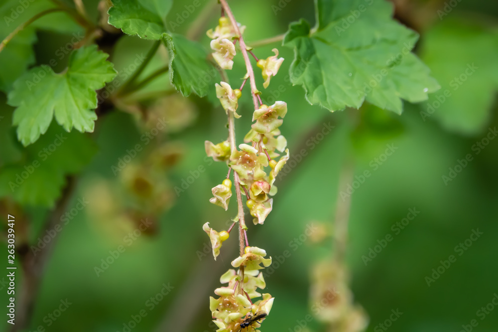 Red Currant Flowers in Bloom in Springtime Red Currant Flowers in Bloom in Springtime