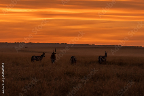 A beautiful sunset in the plains of Africa inside Masai mara national reserve with zebras grazing in the foreground