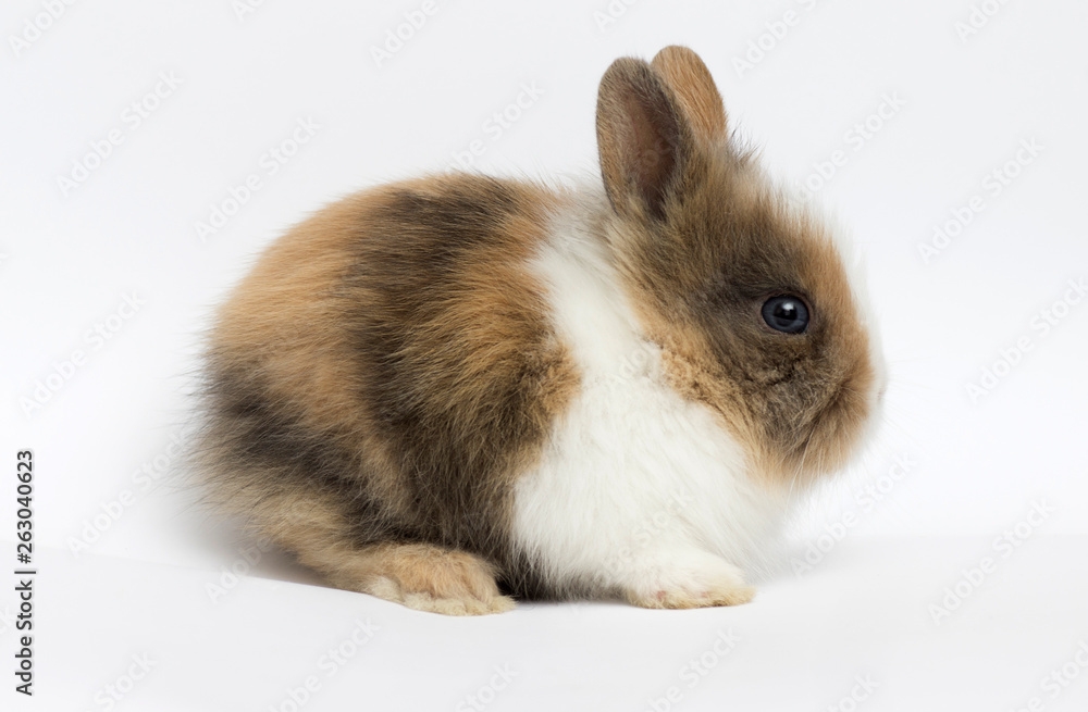 little rabbit on a white background little rabbit on a white background