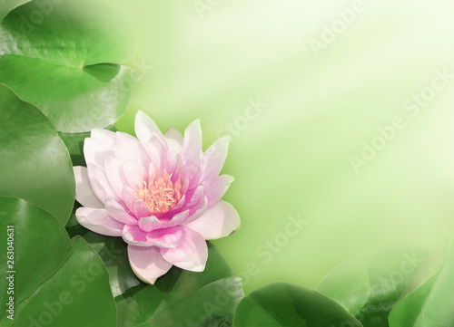 Pink water lily on a light background.