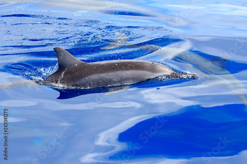 小笠原の海を泳ぐハシナガイルカ © shota