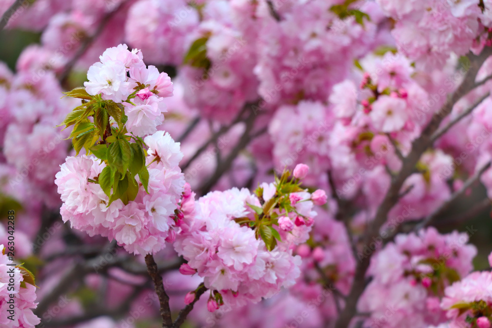 Naklejka premium さくら（八重桜）