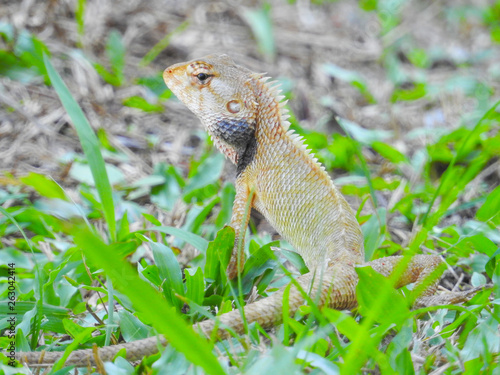 Oriental Garden Lizard sitting on the green grass