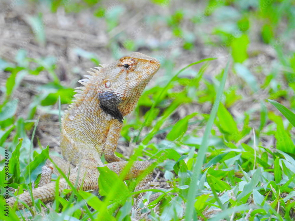 Obraz premium Oriental Garden Lizard sitting on the green grass