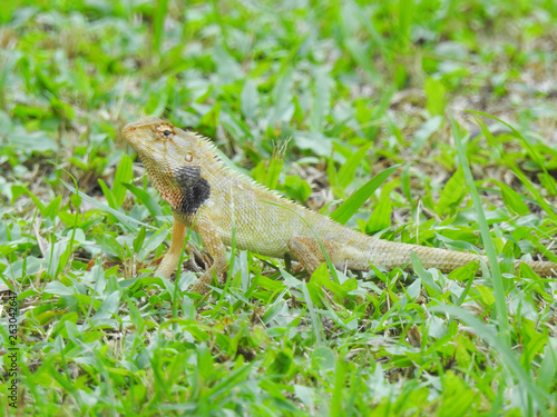 Oriental Garden Lizard sitting on the green grass © instagram.com/_alfil