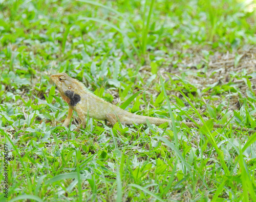 Oriental Garden Lizard sitting on the green grass © instagram.com/_alfil