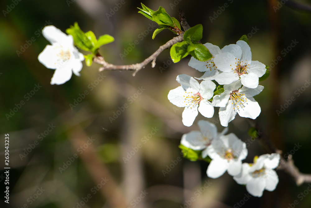 Flowering plum tree. White flowers on tree branches. Spring.