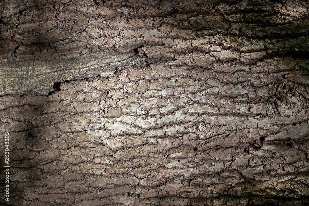 Stem diseases of the forest. Stem diseases of the forest.