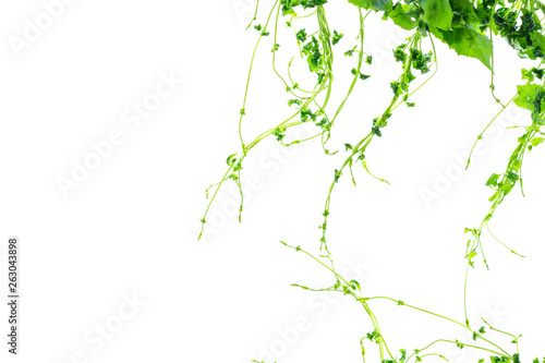 Heart shaped green leaves twisted vines liana jungle plant isolated on white background with clipping path.