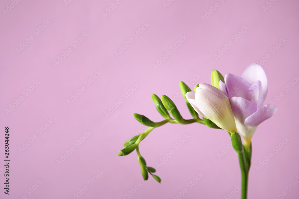 Beautiful freesia with fragrant flowers on color background. Space for text