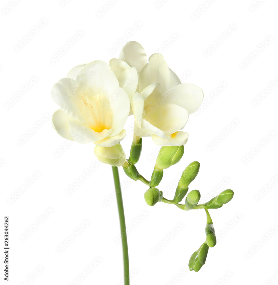 Beautiful freesia with fragrant flowers on white background