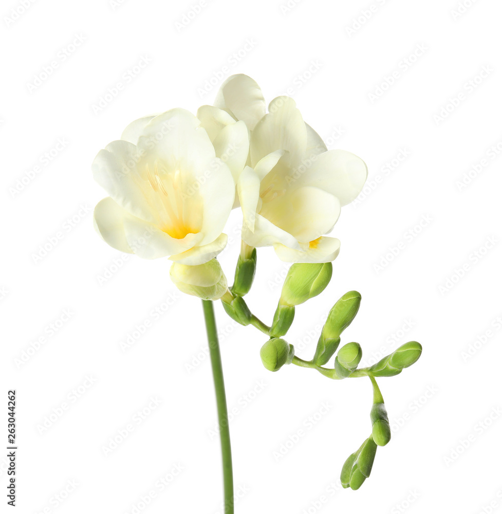Beautiful freesia with fragrant flowers on white background Beautiful freesia with fragrant flowers on white background