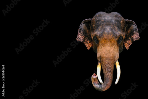 Canvas Print Thai elephant on a black background