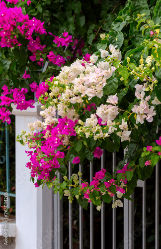 The plant (Bougainvillea) close-up