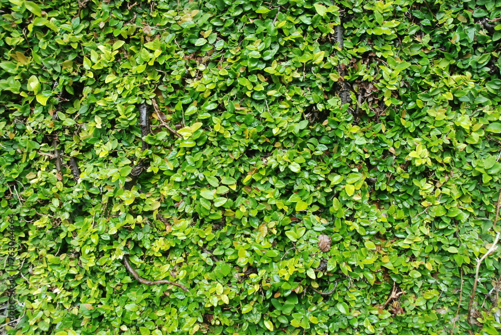 Green grass. Green grass.