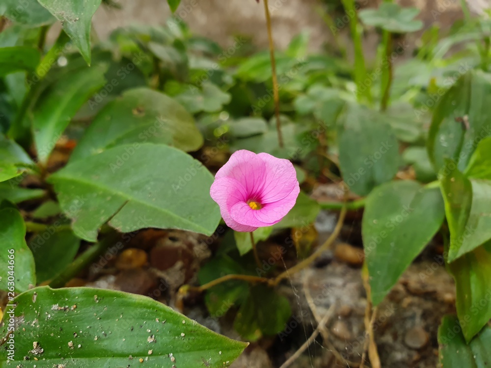 Rosado Rosado