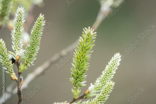 Willow Fruits in Springtime