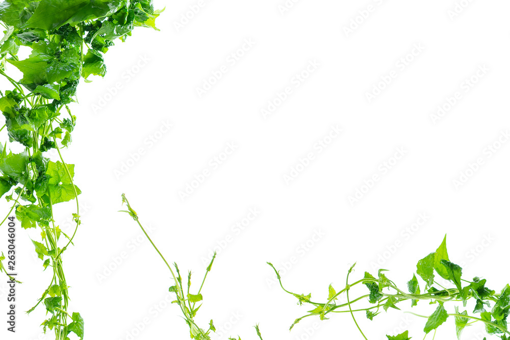 Heart shaped green leaves twisted vines liana jungle plant isolated on white background with clipping path. Heart shaped green leaves twisted vines liana jungle plant isolated on white background with clipping path.