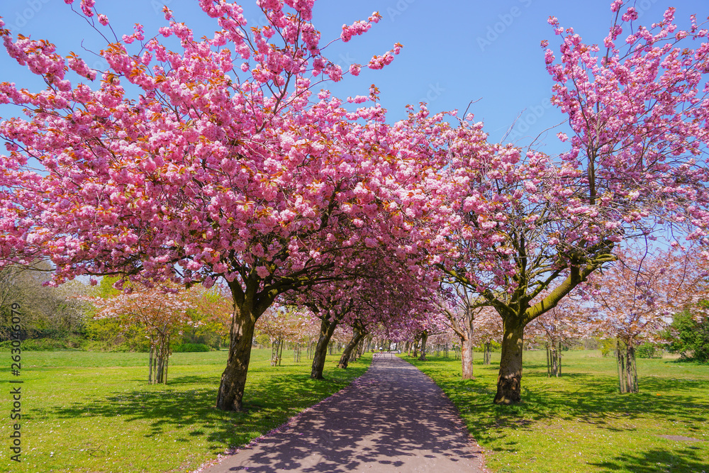Fototapeta premium Blooming pink trees in the spring sunshine
