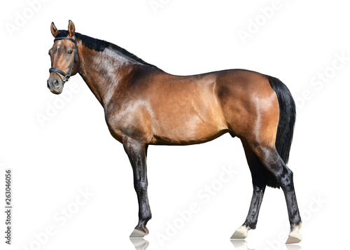 The brown trakehner sport horse standing isolated on white background. Side view