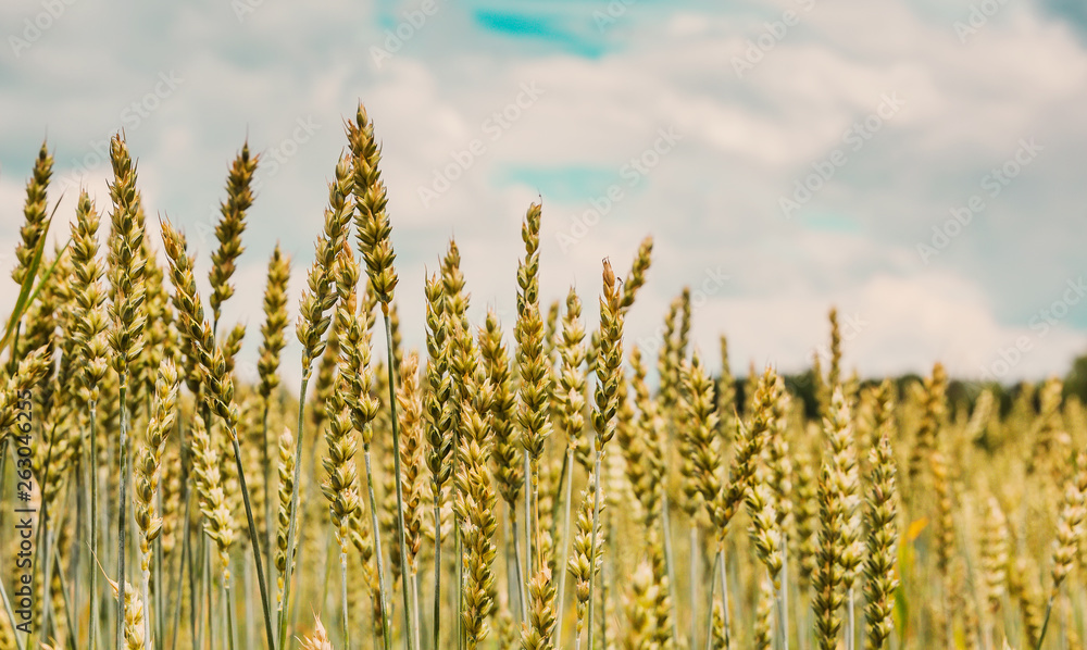 wheat field on the blue sky with clouds. wonderful rural landscape, used as background. wheat field on the blue sky with clouds. wonderful rural landscape, used as background.