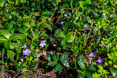 Blue periwinkle (vinca minor) in a garden
