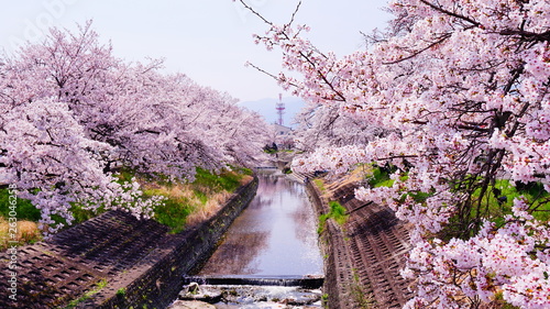 高田川の桜並木