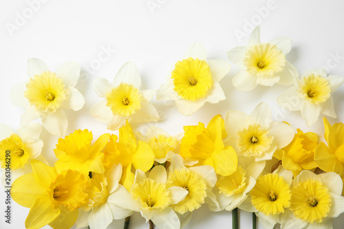Composition with daffodils on white background, top view. Fresh spring flowers