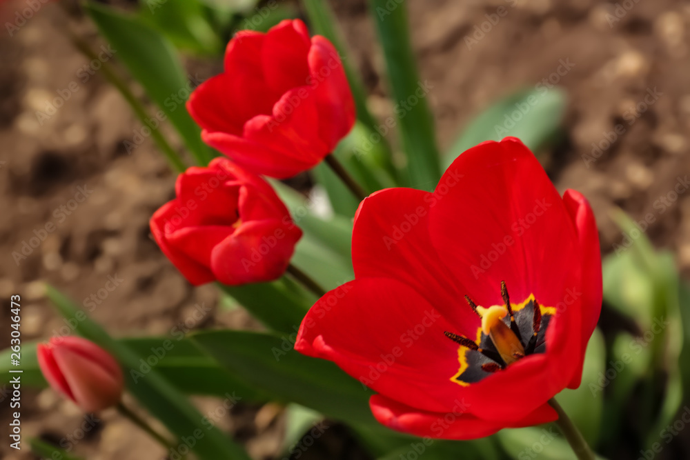 Beautiful bright tulips in garden, space for text. Blooming spring flowers Beautiful bright tulips in garden, space for text. Blooming spring flowers