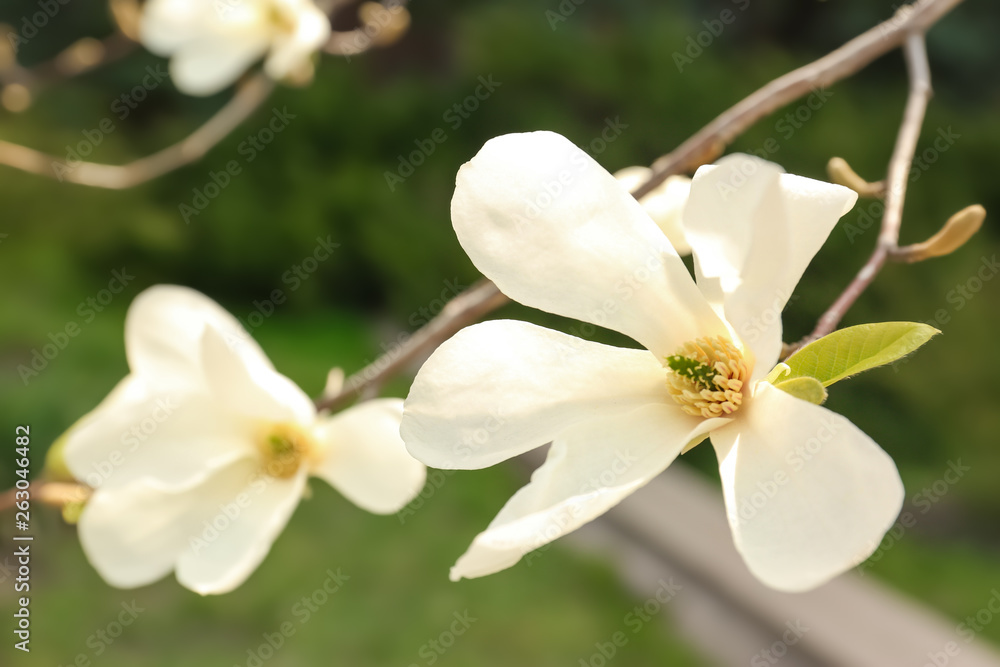 Fototapeta premium Magnolia tree branch with beautiful flowers outdoors, closeup. Awesome spring blossom