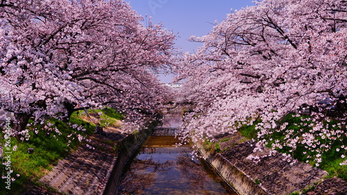 高田川の桜並木