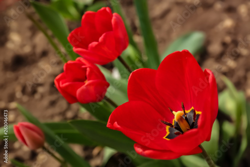 Beautiful bright tulips in garden  space for text. Blooming spring flowers