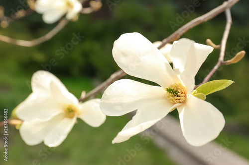 Magnolia tree branch with beautiful flowers outdoors, closeup. Awesome spring blossom © New Africa