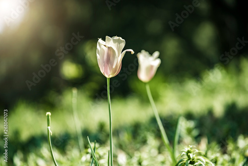 flower tulip lit by sunlight in park