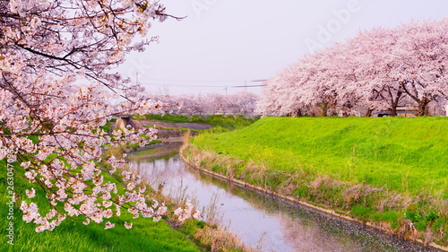佐保川の桜並木