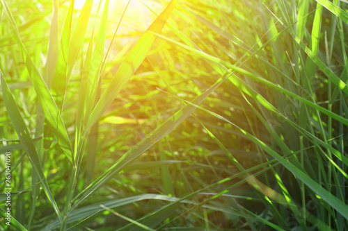 Close-up of green grass in summer  with instagram style filter