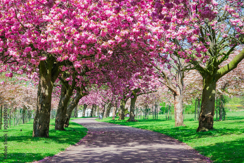 Blooming pink trees in the spring sunshine