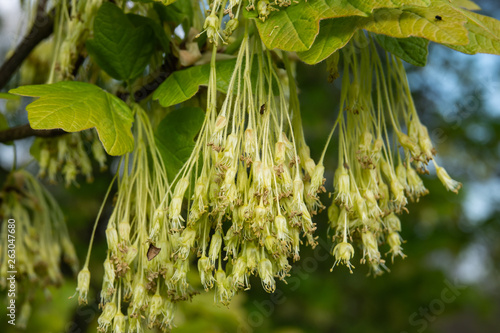 Italian Maple Flowers in Bloom in Springtime